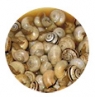caracoles_puertosantamaria