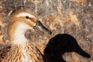 pato_prioral_puertosantamaria