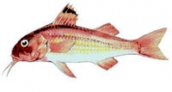 salmonete