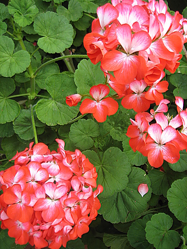 flores-geraneo-patio