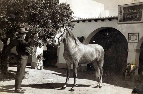 caballo_cartujano_terry_puertosantamaria