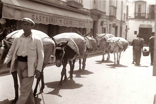 burros-por-la-calle-ganado-puertosantamaria