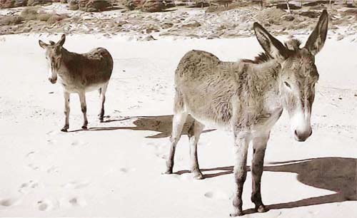 burros-por-la-playa-2-puertosantamaria