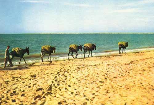 burros-por-la-playa-puertosantamaria