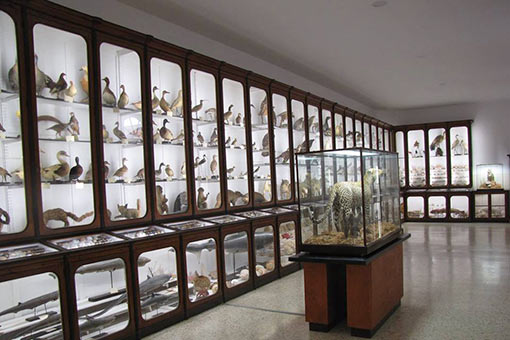 4.759. El Museo de Ciencias de San Luis Gonzaga. Un tributo a la naturaleza, desconocido (I)