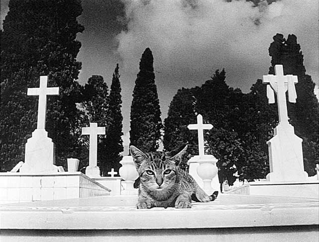4.868. Los gatos del Cementerio