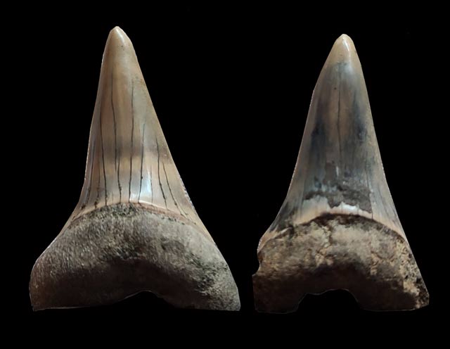 Dos grandes dientes, posiblemente de megalodón joven El Manantial.