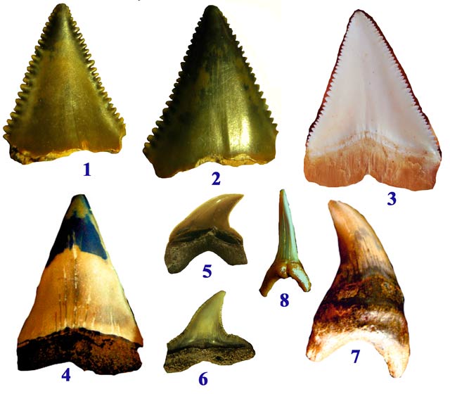 Distintos dientes fósiles de tiburones. 1-2-3- Carcharodon Carcharias (tiburón blanco), 4-Isurus hastalis, 5-Paratodus, 6- carcharinus priscus, 7- Paratodus benedeni, 8- odontaspis acutissima.