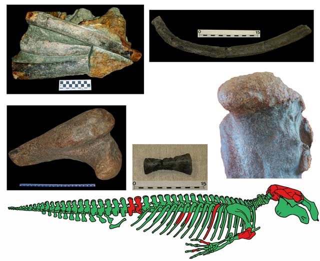 Diferente huesos fósiles de manatí. El dibujo marca en rojo los restos recogidos de El Manantial.