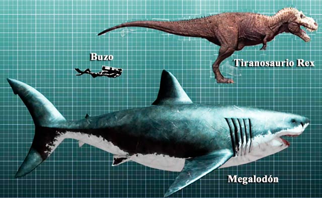 Tamaño del Megalodon con respecto al Tiranosaurio y un buzo.